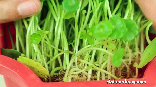 养铜钱草有什么好处