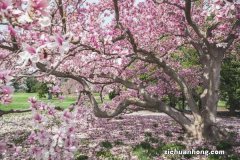 木兰的花语是什么