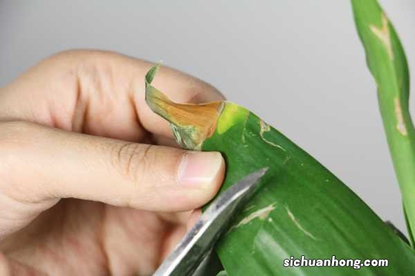 富贵竹在家养,水里加点“小颗粒”,枝叶绿油油!