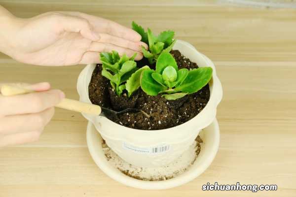 “长寿花”冬天开花少？教你这“4招”，花骨朵蹿得拦不住