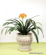 刚买的君子兰怎么养