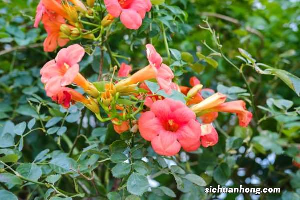 家里养凌霄花有哪些好处