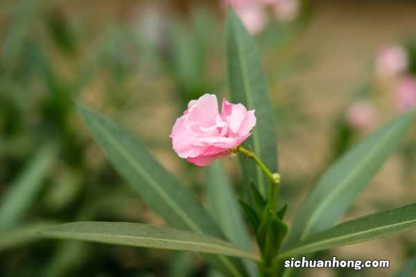 夹竹桃的主要用途你都知道吗？