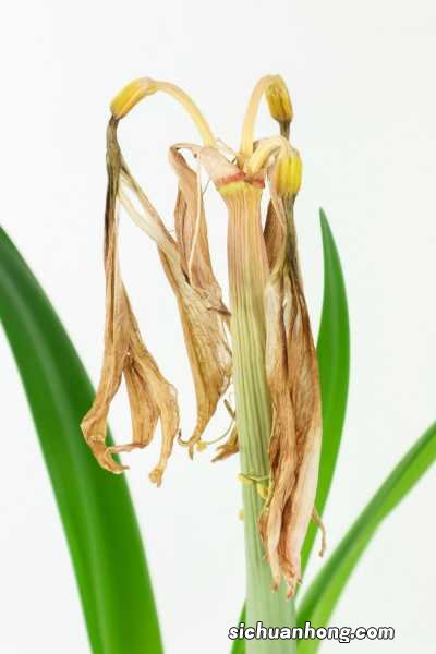 这种“花”，比绿萝好养，花比牡丹还好看，秋天最适合