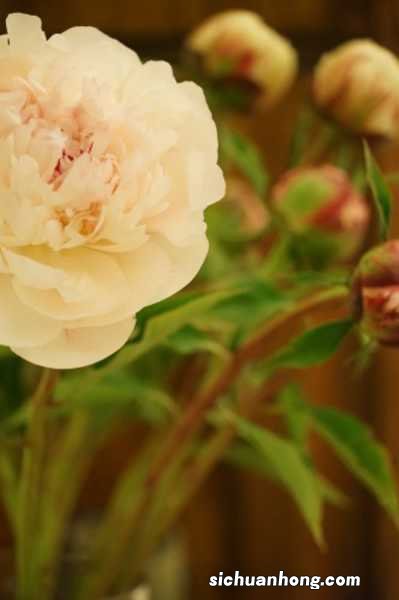 芍药功效与作用