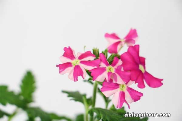 养美女樱有哪些好处，你知道吗