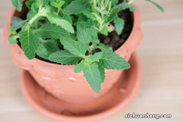 养美女樱有哪些好处，你知道吗