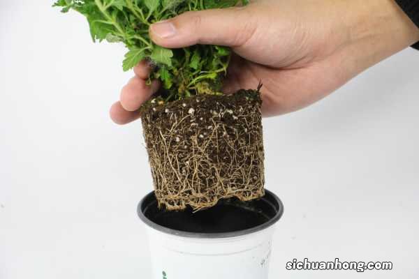 养美女樱有哪些好处，你知道吗