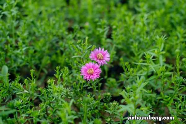 菊花的花语大全