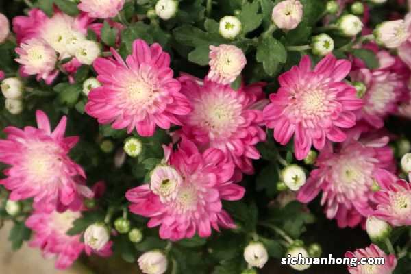 菊花的花语大全