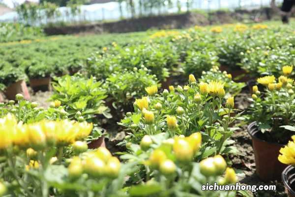 菊花的花语大全