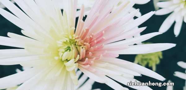 菊花的花语大全