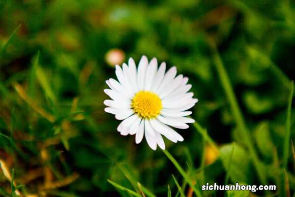 菊花的花语大全