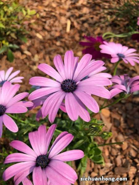 菊花的花语大全