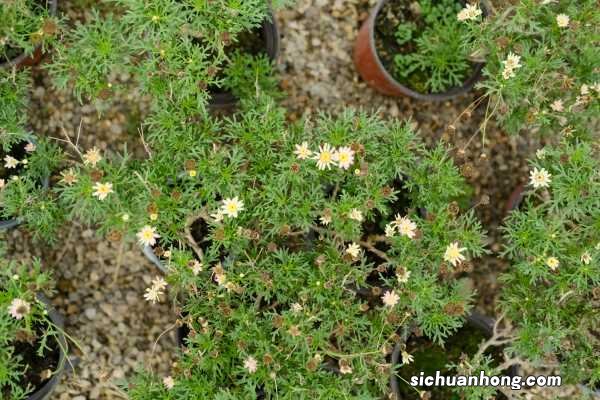 菊花的花语大全