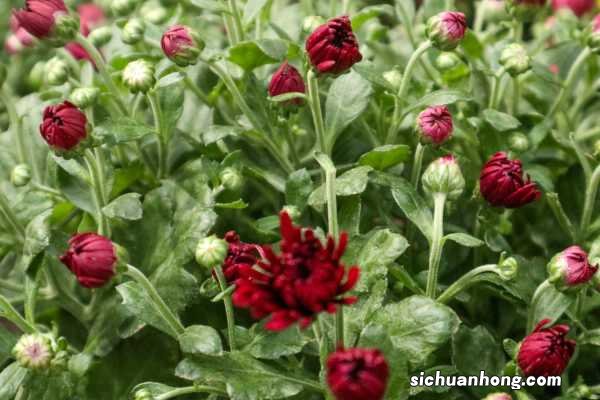 菊花的花语大全