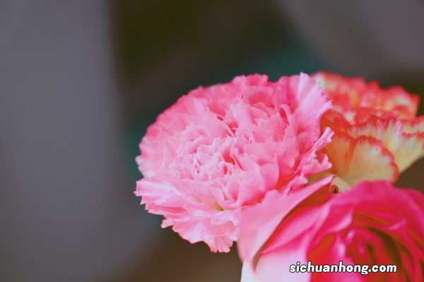 康乃馨各色花语及象征意义