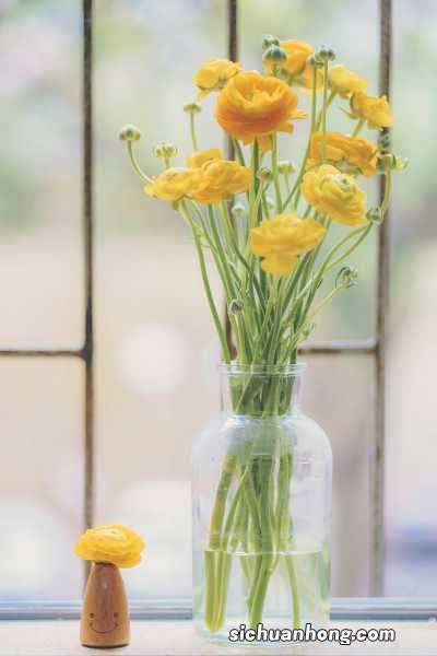 花毛茛有什么作用