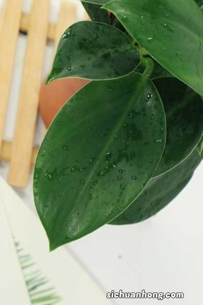 盆栽金钻用什么肥