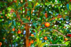 石榴树盆栽用什么土