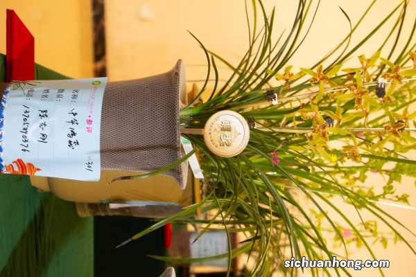 花中君子——兰花