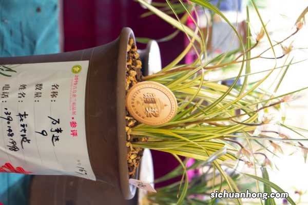 花中君子——兰花