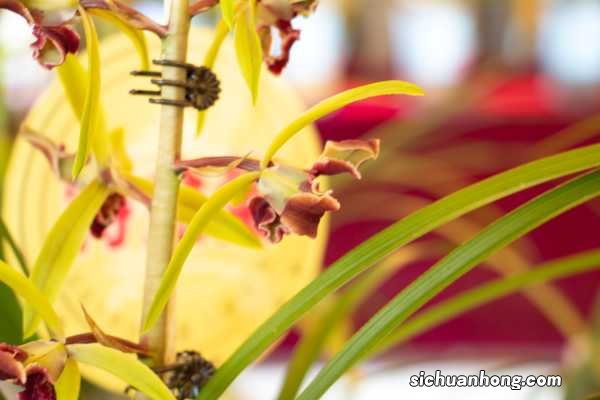 花中君子——兰花