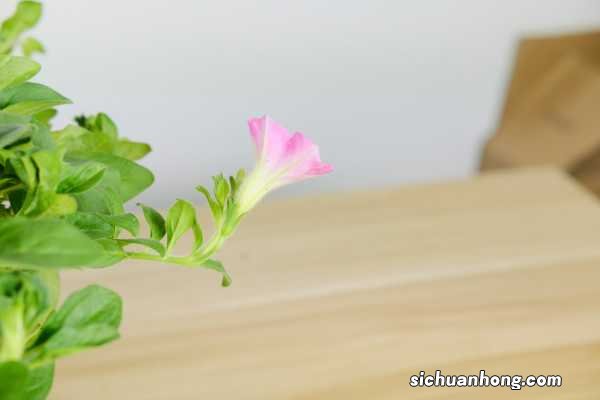 矮牵牛在什么季节开花