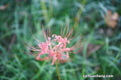 这花有花无叶，有叶无花，被称作“死亡之花”！