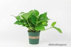 绿萝太长了要怎么绕