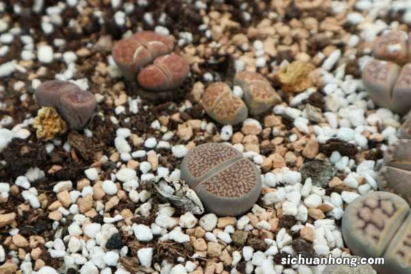 盆里种盆“小屁股”,颗颗颜色不一样,摸起来太有感觉了!