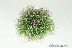 蓝色满天星花语