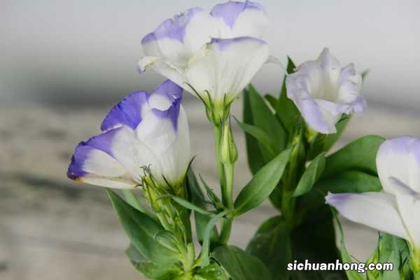 洋桔梗春天怎么养