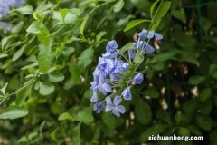 蓝雪花冬天怎么养