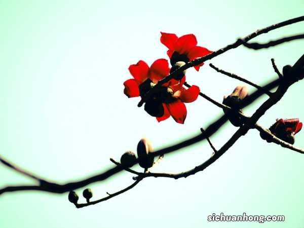 木棉花抗癌食疗方推荐