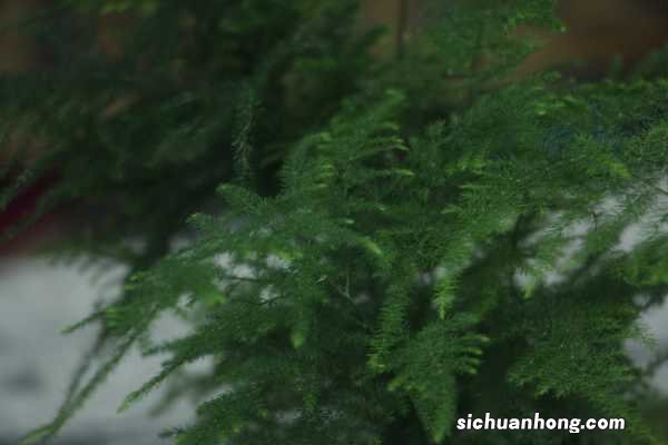 给文竹喂片“药”，新芽蹭蹭长，60天毛茸茸叶片长满盆！