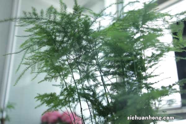 给文竹喂片“药”，新芽蹭蹭长，60天毛茸茸叶片长满盆！