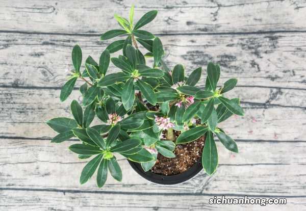家里异味浓，摆盆“夺香花”在房间，味道香更持久！