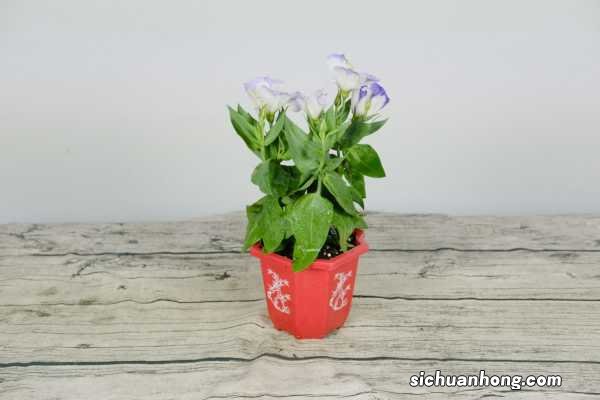 洋桔梗盆栽怎么养