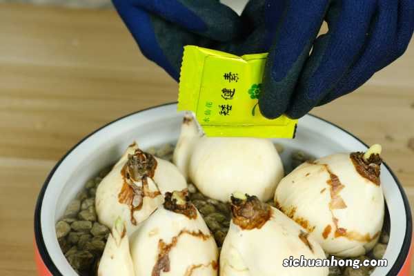 水仙花怎么繁殖