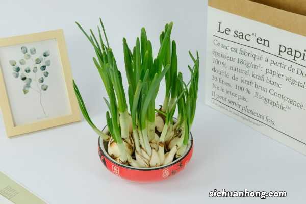 水仙花怎么繁殖