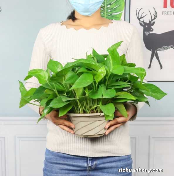 绿萝怎么养长得快茂密