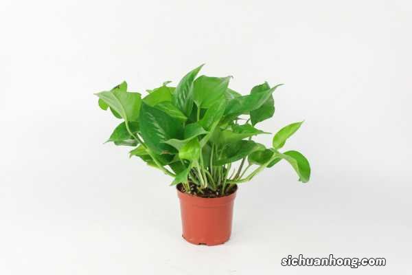 冬天怎样用水养殖绿萝