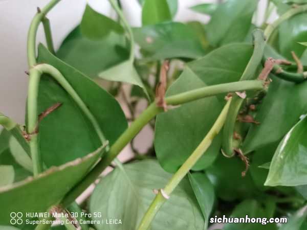 冬天怎样用水养殖绿萝