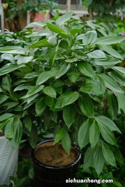 平安树怎么养才茂盛