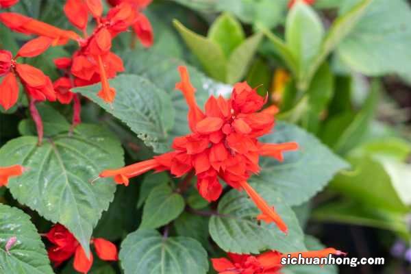 一串红春天怎么养