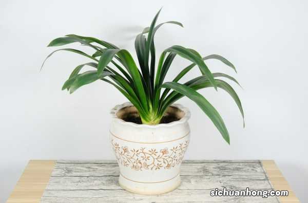 君子兰喜欢阳光吗