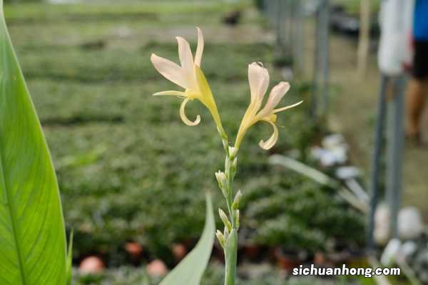 美人蕉什么季节开花