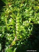 清香木有哪些作用