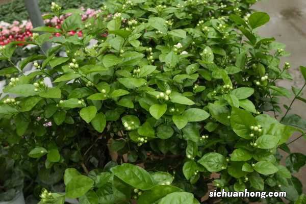 茉莉花春天怎么养